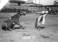 [Possibly Jack Owens, Rodeo Clown, tugging on sitting mule, possibly Jack]