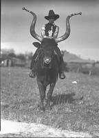 [Opal Reger sitting atop "Bobby" the steer]