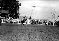 [Riderless Saddle Bronc kicking rear legs while apparently landing on his unidentified rider]