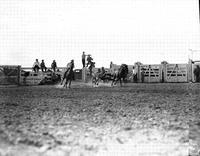 [Unidentified steer wrestler]