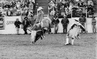 Gordon Campbell on Ojinaja