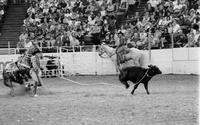 Brian Fulton Calf roping