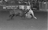 Unidentified Rodeo clowns Bull fighting