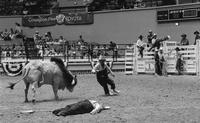 Unidentified Rodeo clowns Bull fighting