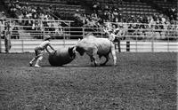 Unidentified Rodeo clowns Bull fighting