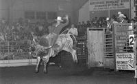 Barry Burris on Bull #C85