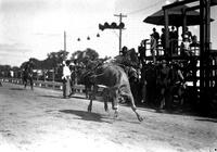 [Unidentified cowboy leaving steer]