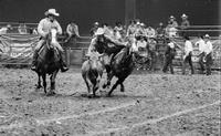 John Andrews Steer wrestling