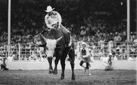 Cody Snyder on Bull #033