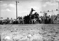 [Unidentified Cowboy riding bronc]