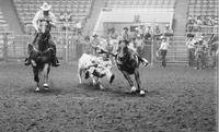 Kendall Bolding Steer wrestling