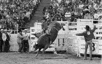 Bubba Patterson on Dare Devil