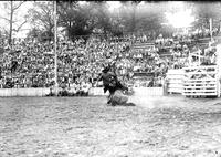 [Unidentified Cowboy is falling off rear of bronc which is down in the dirt on its hind quarters]