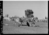 Wes Curtis Bull Fighting