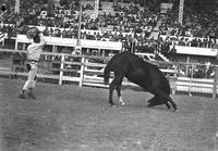 [Unidentified cowboy performing with horse]