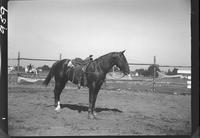 Dee Hinton Stallion (with saddle)