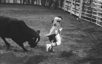 Unidentified Rodeo clowns Bull fighting