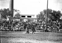 [John Renick crawling on hands & knees as Saddle bronc " Amarillo Boy" lifts front quarters]