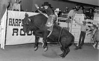 Don Gay on Black Bart