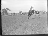 Ed Akridge on Brown Billy