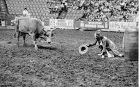 Unidentified Rodeo clown Bull fighting