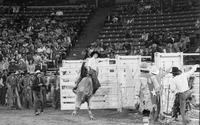 Joe Foscalina on Bull # 1