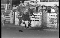 Kent Richard on Bull #37