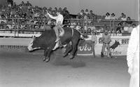 Unidentified rider on unknown Bull