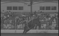 Jay Pierce on Bull #113