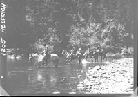Horses in Calapooia River