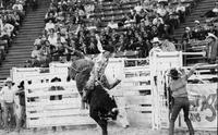 Unidentified rider on unknown Bull
