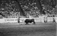 Unidentified Rodeo clowns Bull fighting