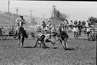 Tom Ferguson Steer wrestling