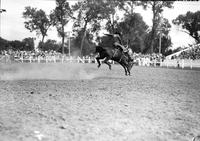 [Unidentified Cowboy riding bronc]