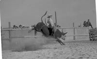 Dick Griffith on Bull #9