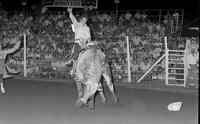 Gene Stough on Bull #B2, 0 pts.