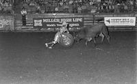 Unidentified Rodeo clowns Bull fighting