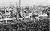 Grand entry