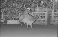 John Davis on Bull #22