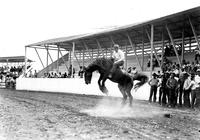 Bareback Riding "Wolf Point" Stampede