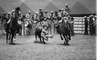 Terry Quinlan Steer wrestling