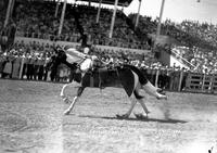 Doris Case Doing Back Drag Midland Empire Fair & Rodeo