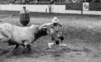 Unidentified Rodeo clowns Bull fighting