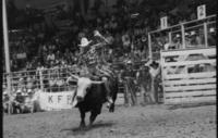 Mike Yancey on Bull #331