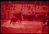 Unidentified Calf roper