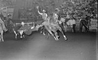 Colin Howell Steer wrestling