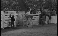 Tim Harty on Bull #WHK