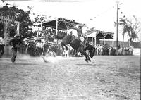 [Unidentified Cowboy riding and staying with his airborne bronc in front of chutes]