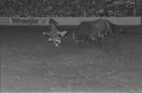 Rodeo clown Rick Chatman Bull fighting