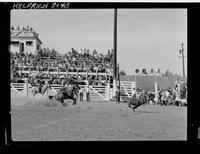 Leo Thorne  Calf Roping